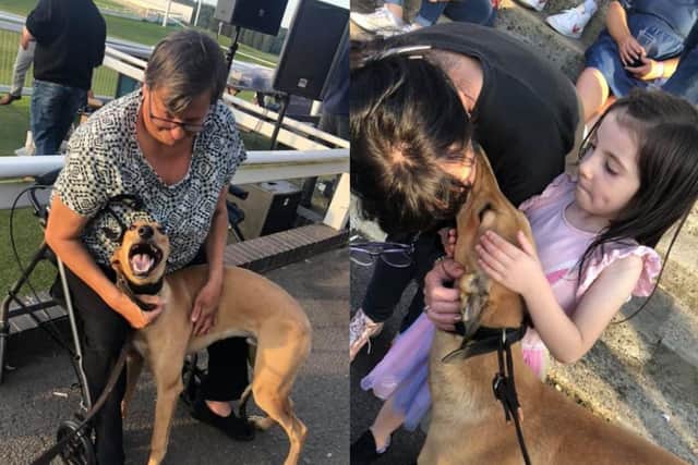 Greyhound puppy Pablo meets visitors at Towcester Racecourse. Photo: Greyhound Board of Great Britain