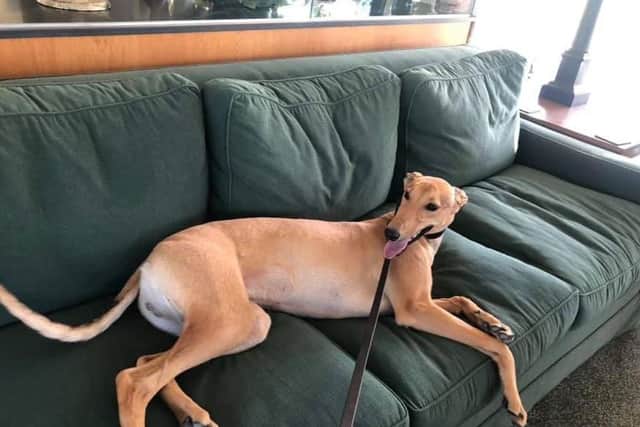 Greyhound puppy Pablo having a well-earned rest after meeting visitors at Towcester Racecourse. Photo: Greyhound Board of Great Britain