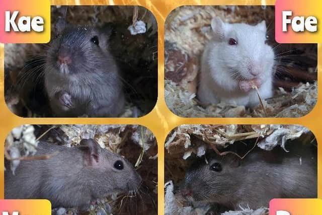 Kae, Fae, Mae and Rae need a new home