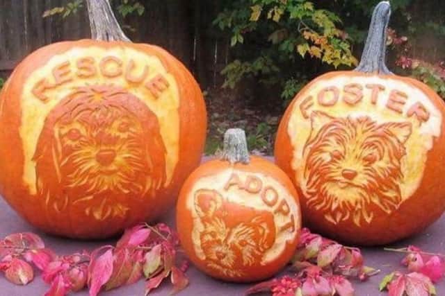 All proceeds from the community fundraiser will go towards the Soi Dog Foundation, The Dog Team and Wolfie's Legacy. Photo: Maureen Hodgson