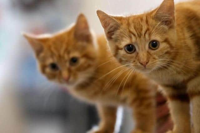 Northampton Cats Protection's 40 volunteers fosters, rehomes and neuters abandoned and unwanted cats as well as educating owners and fundraising for its services. Photo: Getty Images
