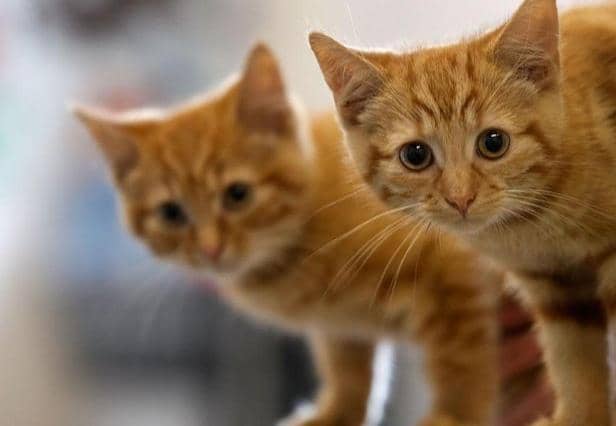 Northampton Cats Protection's 40 volunteers fosters, rehomes and neuters abandoned and unwanted cats as well as educating owners and fundraising for its services. Photo: Getty Images