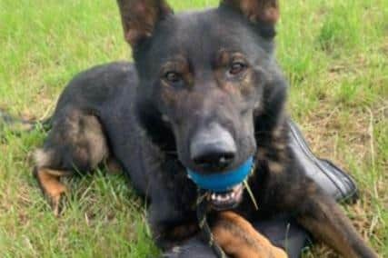 PD Walt