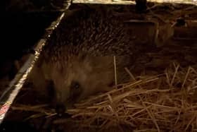 'Muffin' in the hedgehog house.