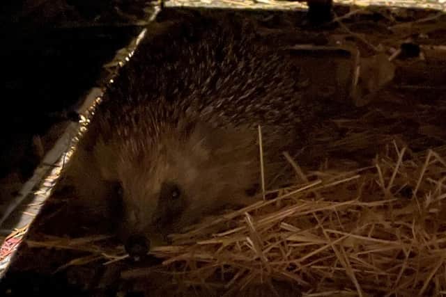 'Muffin' in the hedgehog house.