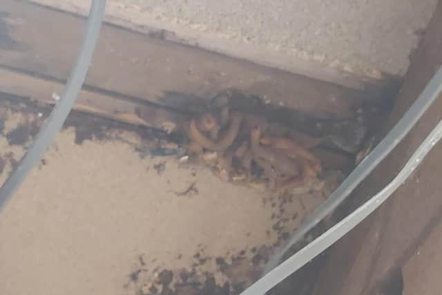Black mould and mushrooms exposed by the fallen ceiling