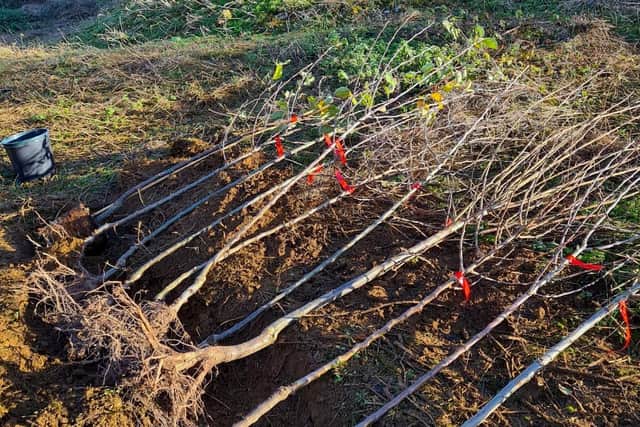 Trees that will be planted at the orchard.