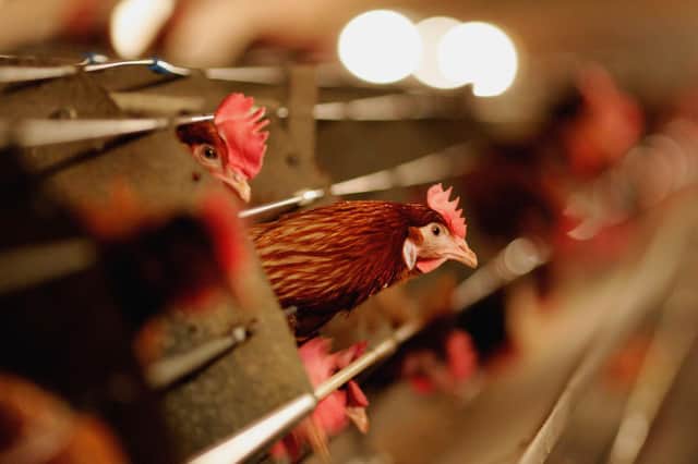 Avian Influenza has been known to infect humans, albeit very rarely and never in the UK