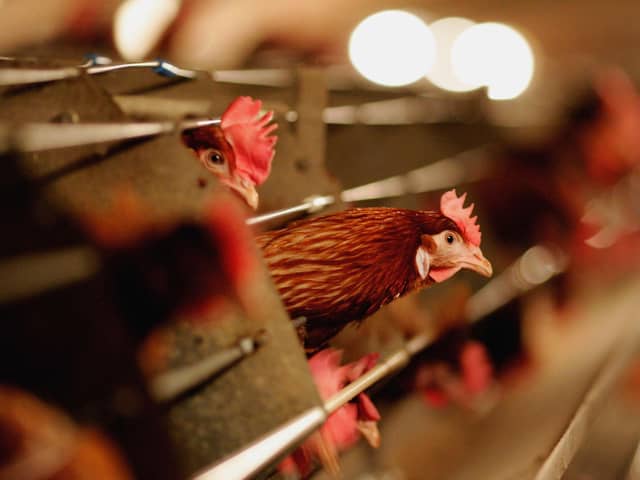 Avian Influenza has been known to infect humans, albeit very rarely and never in the UK