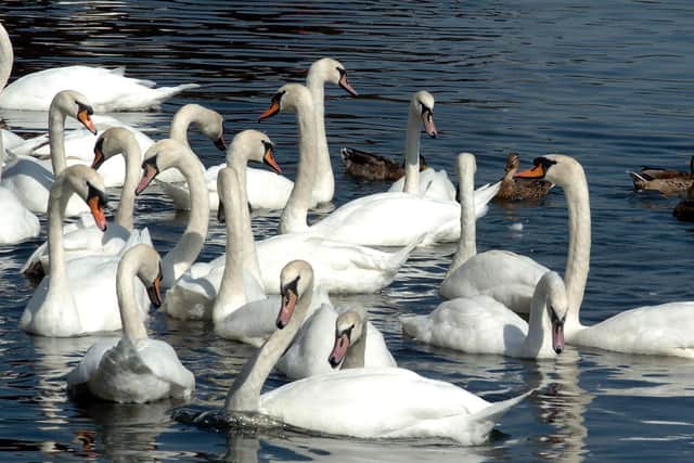 Swans at the Embankment - file picture