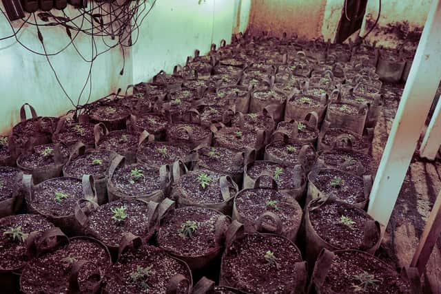More than 700 plants were found.