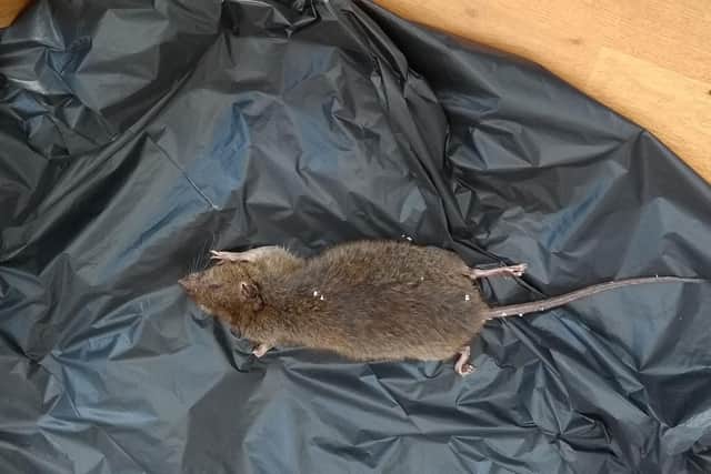 The rubbish has attracted rats.