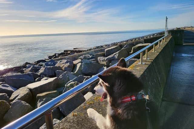 Rocket enjoys the views as she heads along the south coast with Martyn.