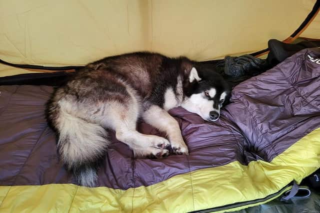 Rocket is ready for bed after a day of walking along the UK coastline.