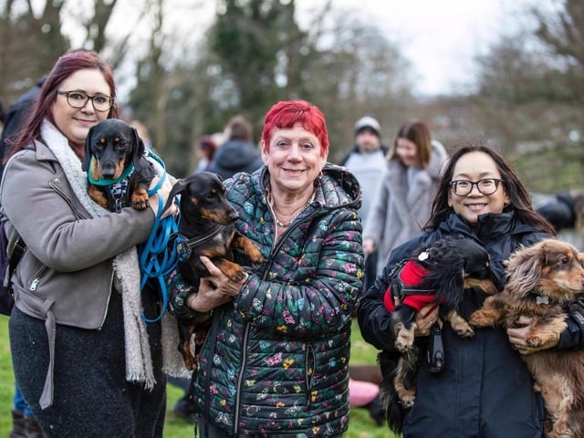 The Northamptonshire Dachshund Walk at Abington Park on Saturday, January 22, 2022. Photo by Kirsty Edmonds.