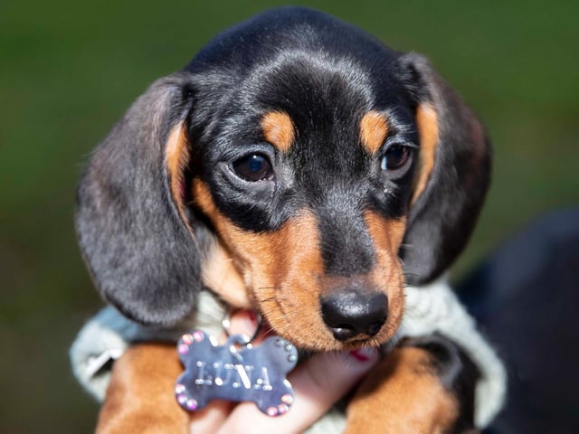 The Northamptonshire Dachshund Walk at Abington Park on Saturday, January 22, 2022. Photo by Kirsty Edmonds.