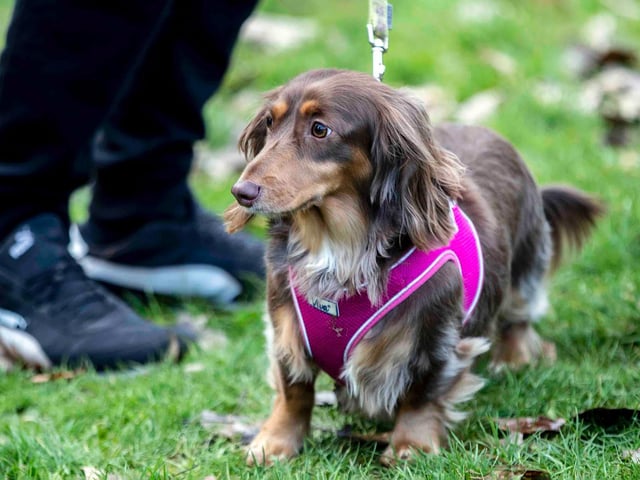The Northamptonshire Dachshund Walk at Abington Park on Saturday, January 22, 2022. Photo by Kirsty Edmonds.