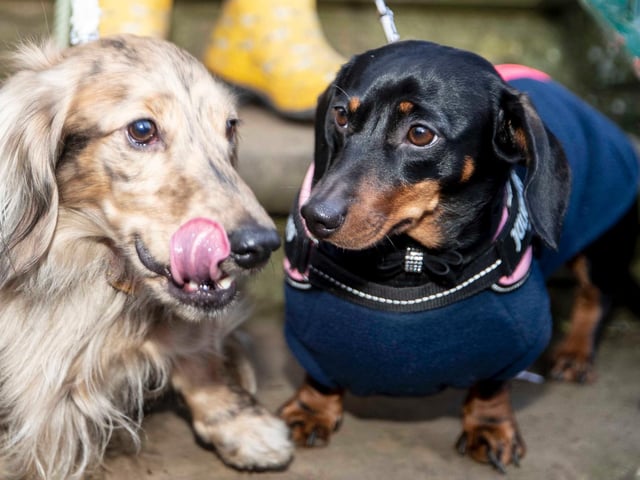 The Northamptonshire Dachshund Walk at Abington Park on Saturday, January 22, 2022. Photo by Kirsty Edmonds.