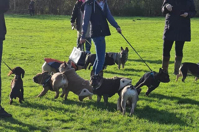French Bulldogs gather at Hunsbury Hill Country Park at one of the monthly walks.