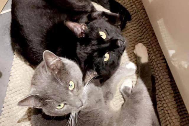Kobe (left) and Forest (right).