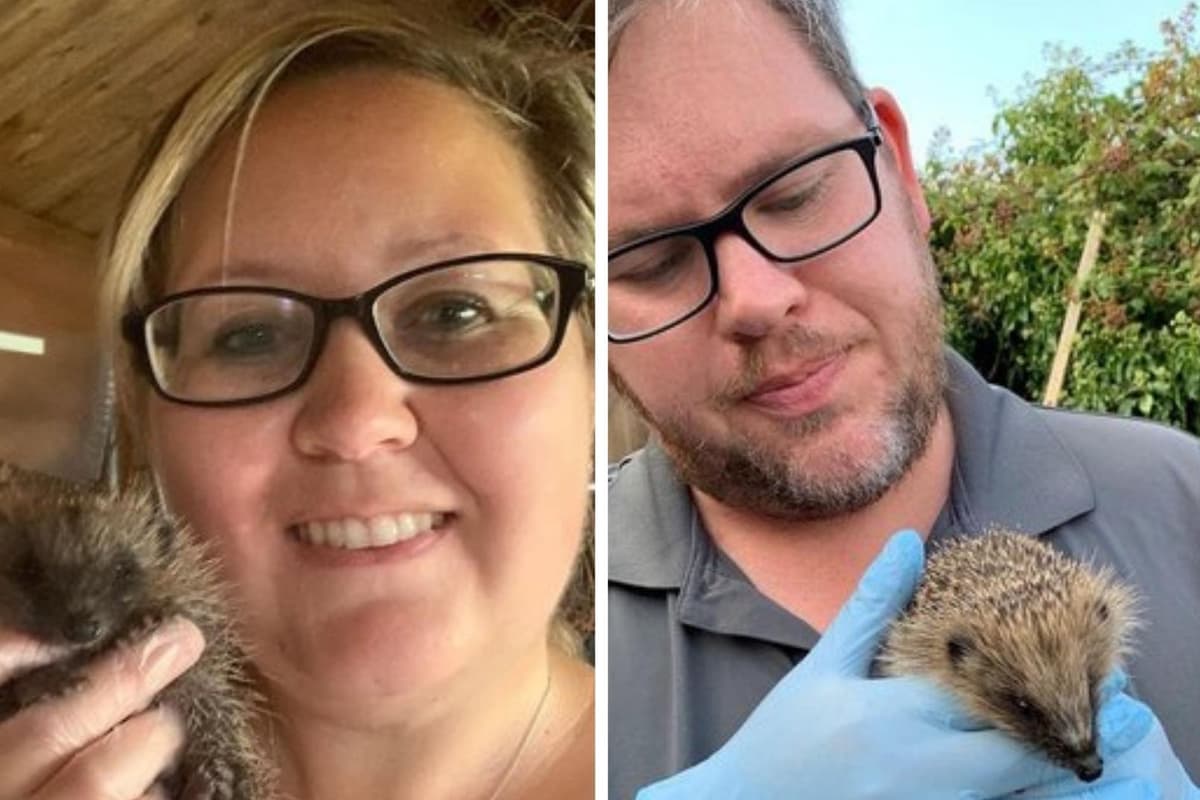 Garforth Hedgehog Rescue Northamptonshire hedgehog rescue centre fundraising to buy incubator ...