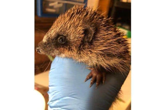 The centre can care for up to 20 hedgehogs.