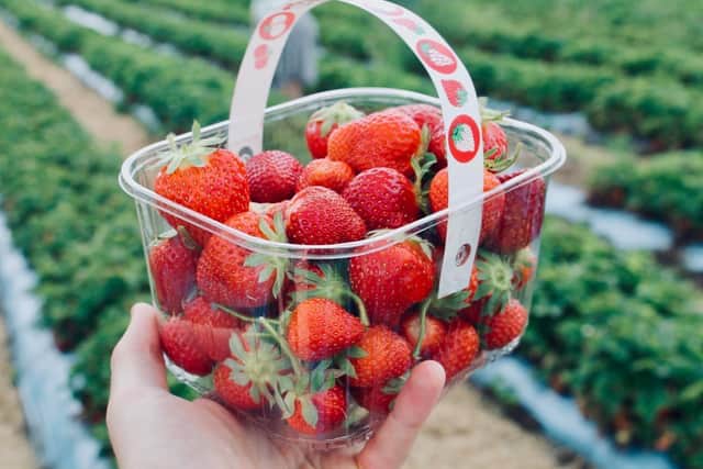 Food waste is considered a large contributor to pollution and climate change