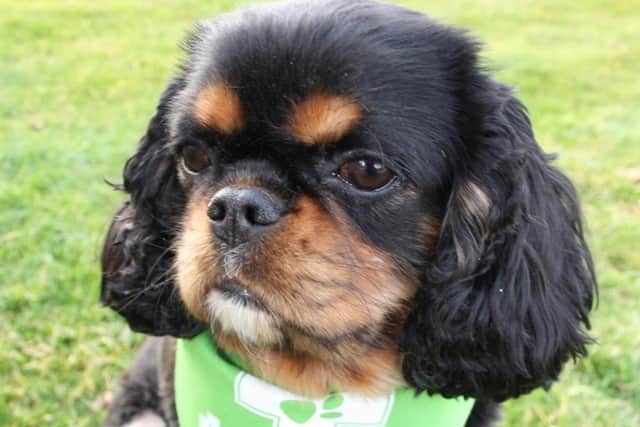 A vet has issued a warning about knowing the signs of oral disease in dogs.