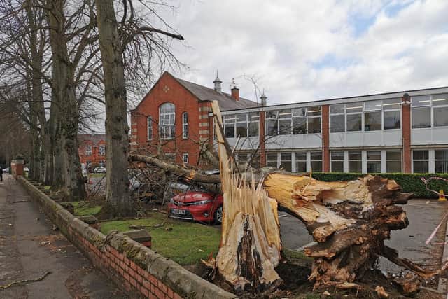 The lime tree was blown over by Storm Franklin and smashed multiple cars