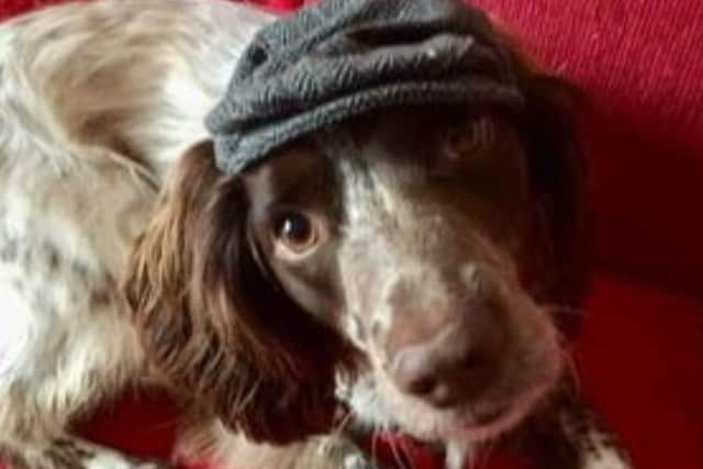 Linda's much loved dog, Tilly, had to be rehomed following Linda's stroke and heart attack.