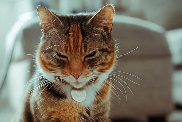 Tammy now has a happy home. Photo: Demidow Photography