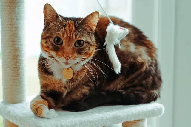 Tammy has been rehomed with a family in Northampton. Photo: Demidow Photography