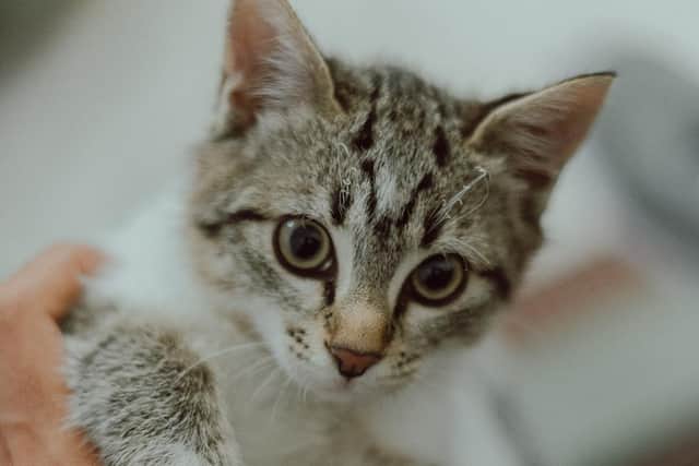 The cat show will be taking place at Moulton College this weekend.