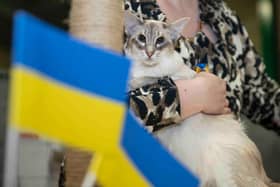 Northampton cat show helps to raise money for pets caught in Ukraine. Photo: Kirsty Edmonds.