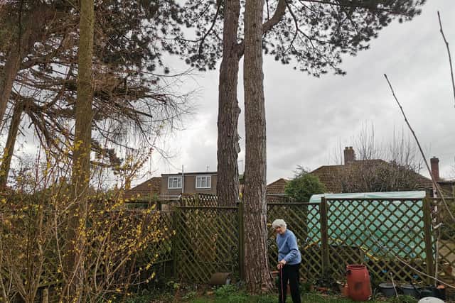 Olive says the two large trees could blow over and smash her, or her neighbour's, house to pieces