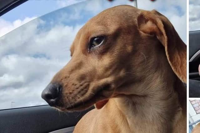 Rosa the puppy has been recovered