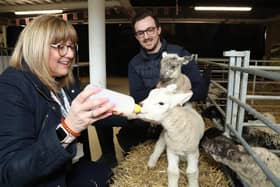 Cllr Helen Howell and Jack Pishhorn with some of the lambs