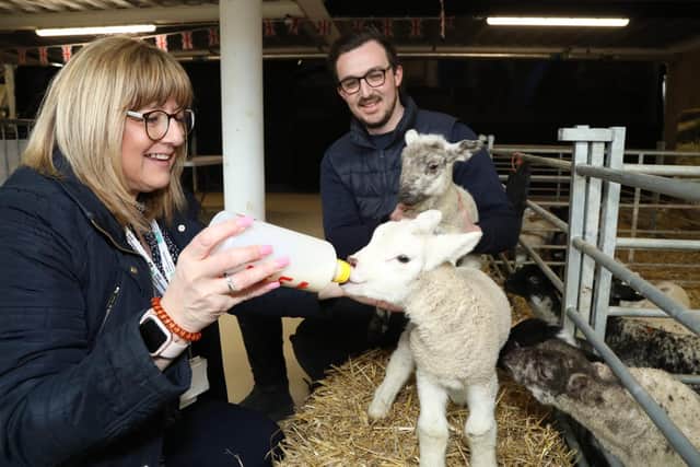 Cllr Helen Howell and Jack Pishhorn with some of the lambs