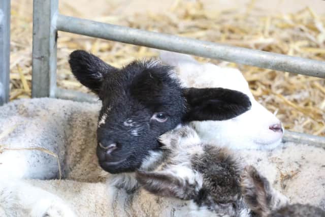 The 'cade' lambs were born on the Chester House Estate