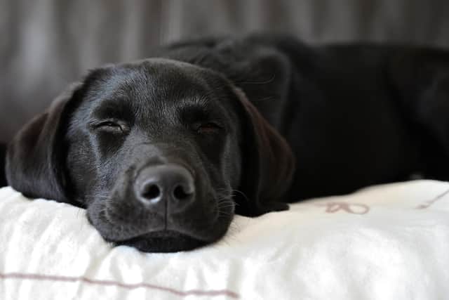 Dog owners in Northampton have been warned to be vigilant.
