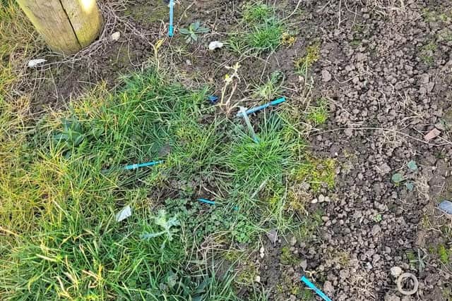 The used needles found at Briar Hill park