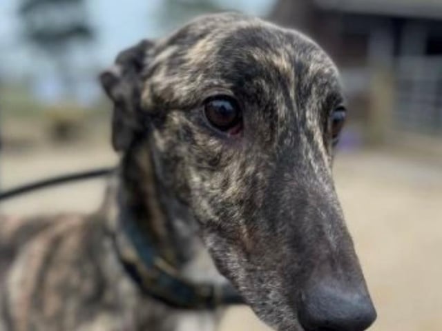 Annie said: "George is a very cuddly, handsome and retired Irish racing greyhound. He cannot live with small furries but is fine with other dogs."
