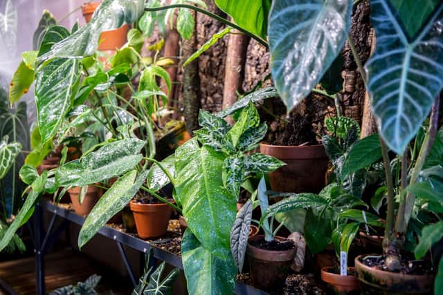 Some of the rare plants which will feature at Tony's new shop. Photo: Kirsty Edmonds