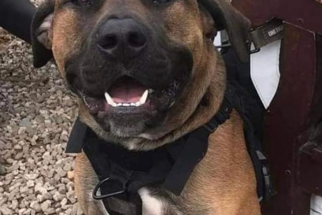 Annie said: "Duke is a handsome young bull breed lad who sadly came to us because his owner was evicted from his home. He's a lovely friendly boy, eager to please, and is good with other dogs."