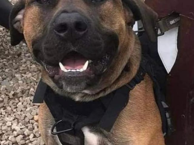 Annie said: "Duke is a handsome young bull breed lad who sadly came to us because his owner was evicted from his home. He's a lovely friendly boy, eager to please, and is good with other dogs."