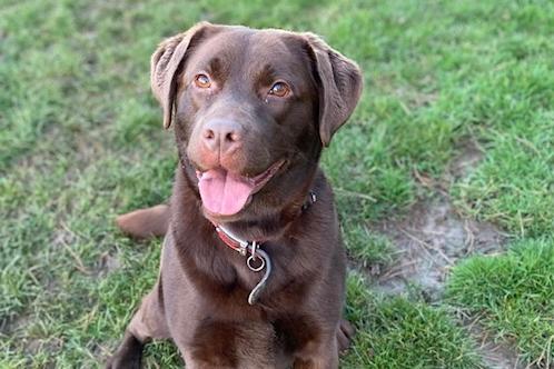 Annie said: "Skye is a stunning, super, happy, young and crazy chocolate Labrador who needs an active home with a secure garden!"