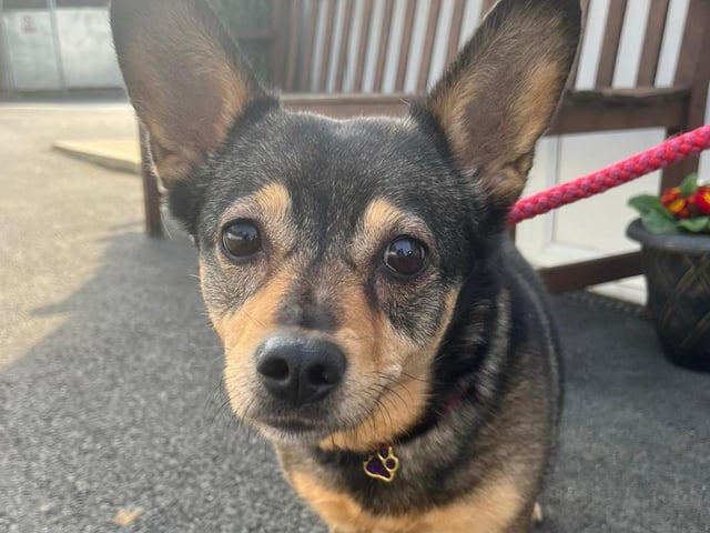 Annie said: "Ruby is a small, sweet, shy and precious girl. She's five years old, and is fine with other dogs but a quiet home would be ideal for her."