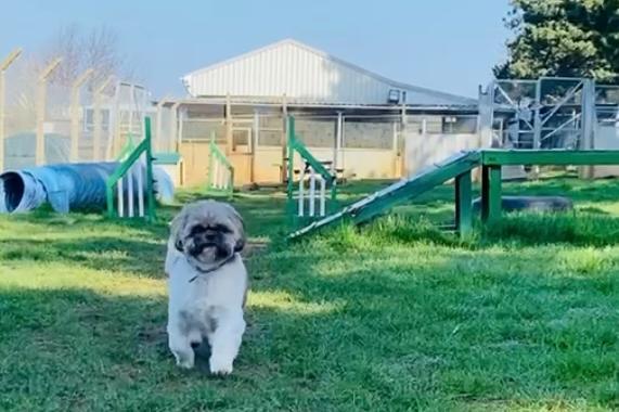 Annie said: "Benji is a very cheeky five year old Shihtzu. He is fine with other dogs, but an experienced home with no children is vital as he will push his boundaries!"