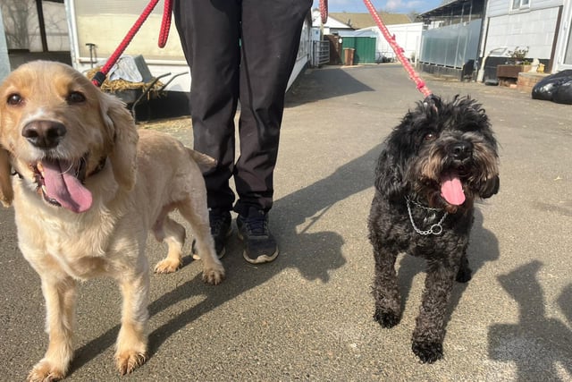 Annie said: "Archie the golden cocker spaniel and his best mate Bella the black cockerpoo need a wonderful home together. They are five years old and have always been together so will not be separated. They are both super happy, friendly, house trained and great with other dogs. They sadly came in to us due to a death in the family."