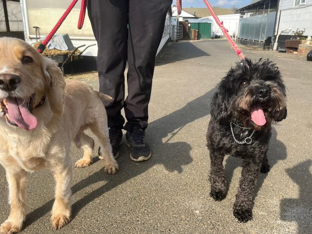 Annie said: "Archie the golden cocker spaniel and his best mate Bella the black cockerpoo need a wonderful home together. They are five years old and have always been together so will not be separated. They are both super happy, friendly, house trained and great with other dogs. They sadly came in to us due to a death in the family."